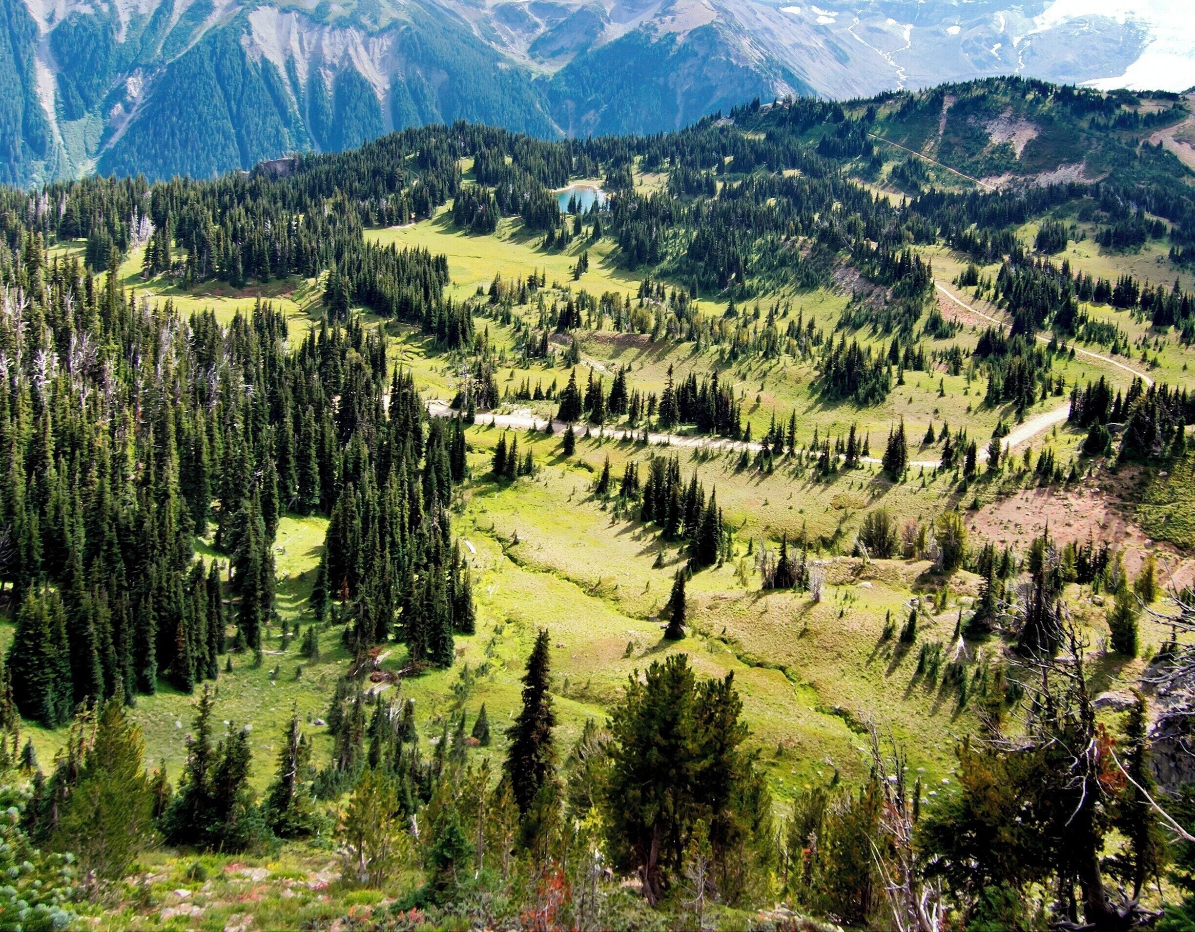 This trail offers a relatively moderate climb with wonderful views of the Huckleberry Creek valley to the north and this lush terrace to the south.  Once you reach Frozen Lake, hike down the Wonderland Trail and you'll find yourself in the middle of this terrace, meandering through wildflowers you could hardly imagine.