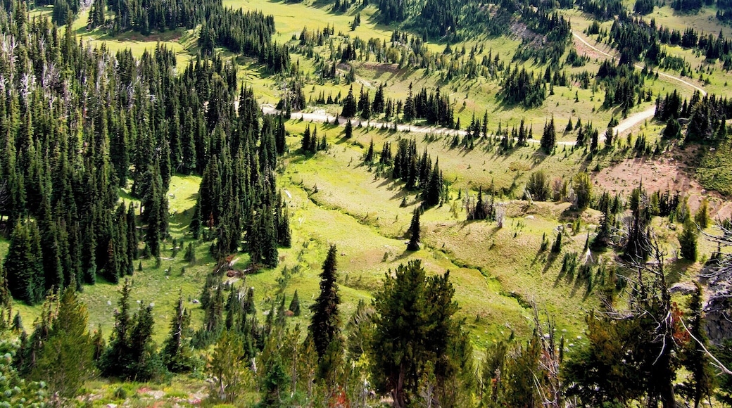 This trail offers a relatively moderate climb with wonderful views of the Huckleberry Creek valley to the north and this lush terrace to the south. Once you reach Frozen Lake, hike down the Wonderland Trail and you'll find yourself in the middle of this terrace, meandering through wildflowers you could hardly imagine.