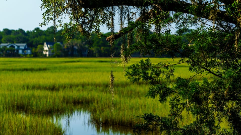 A serene landscape with a water body reflecting greenery, a tree with hanging moss, and a distant house.