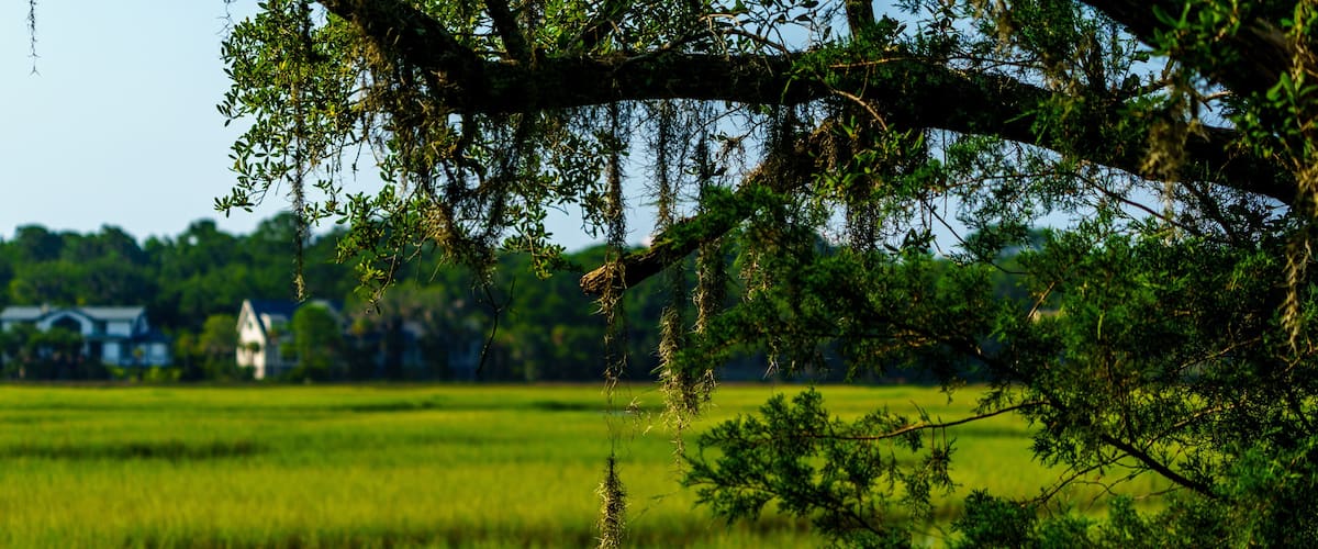 A serene landscape with a water body reflecting greenery, a tree with hanging moss, and a distant house.