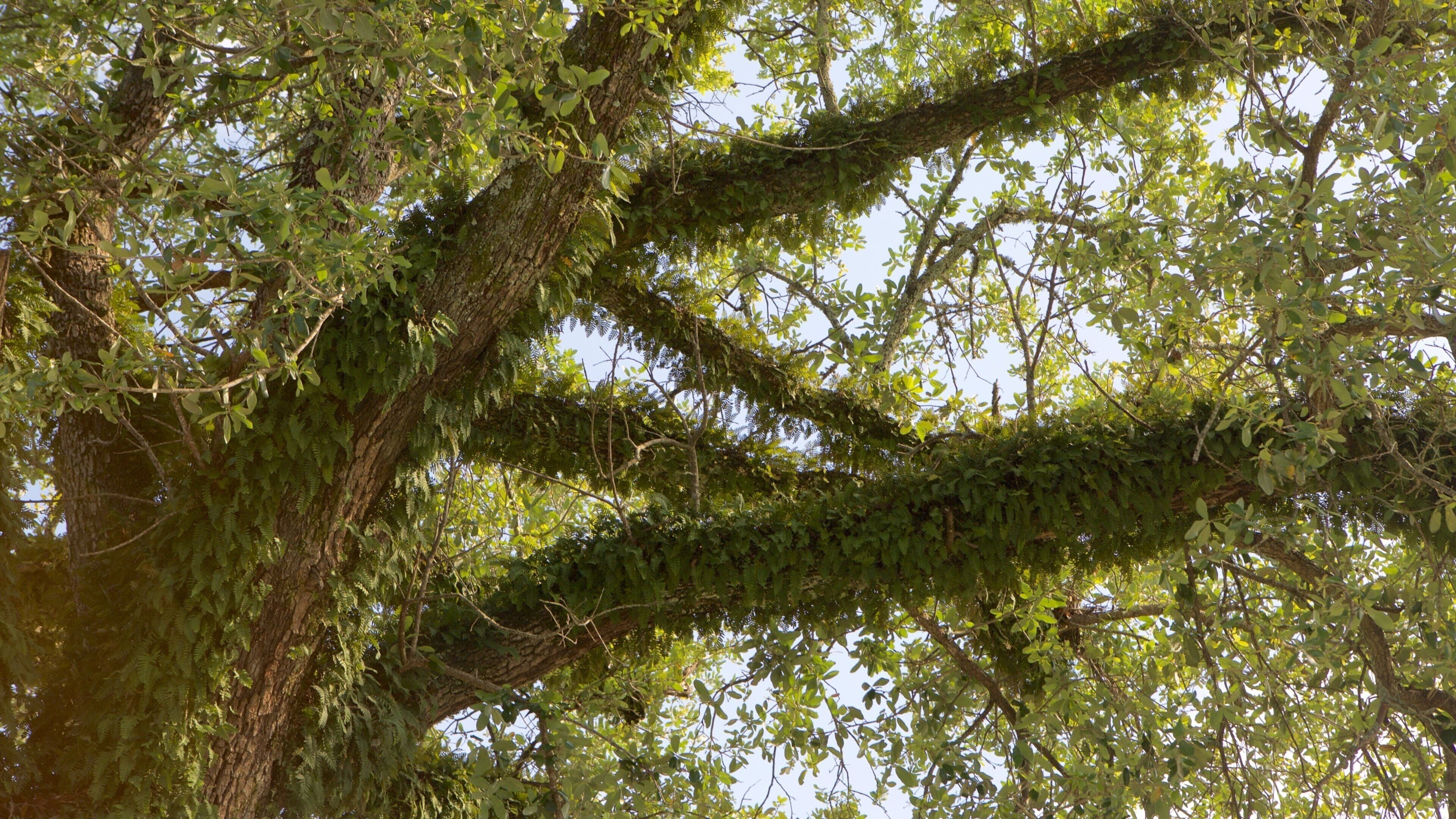 Bay Minette featuring a garden
