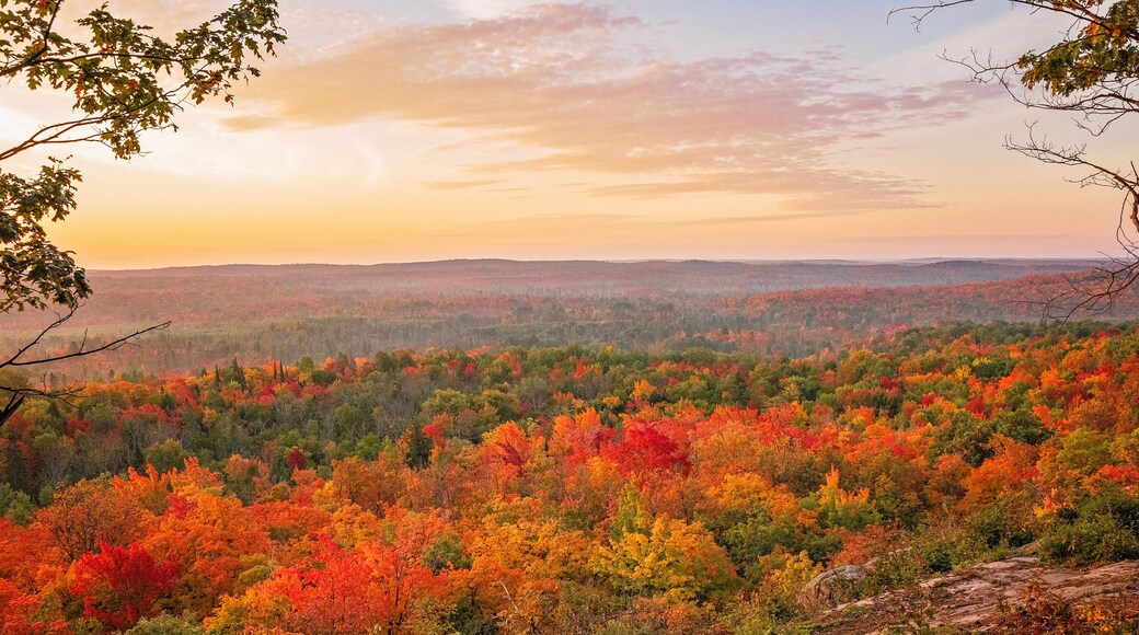 Vibrant Autumn: Exploring Nature's Palette in Fall Colors