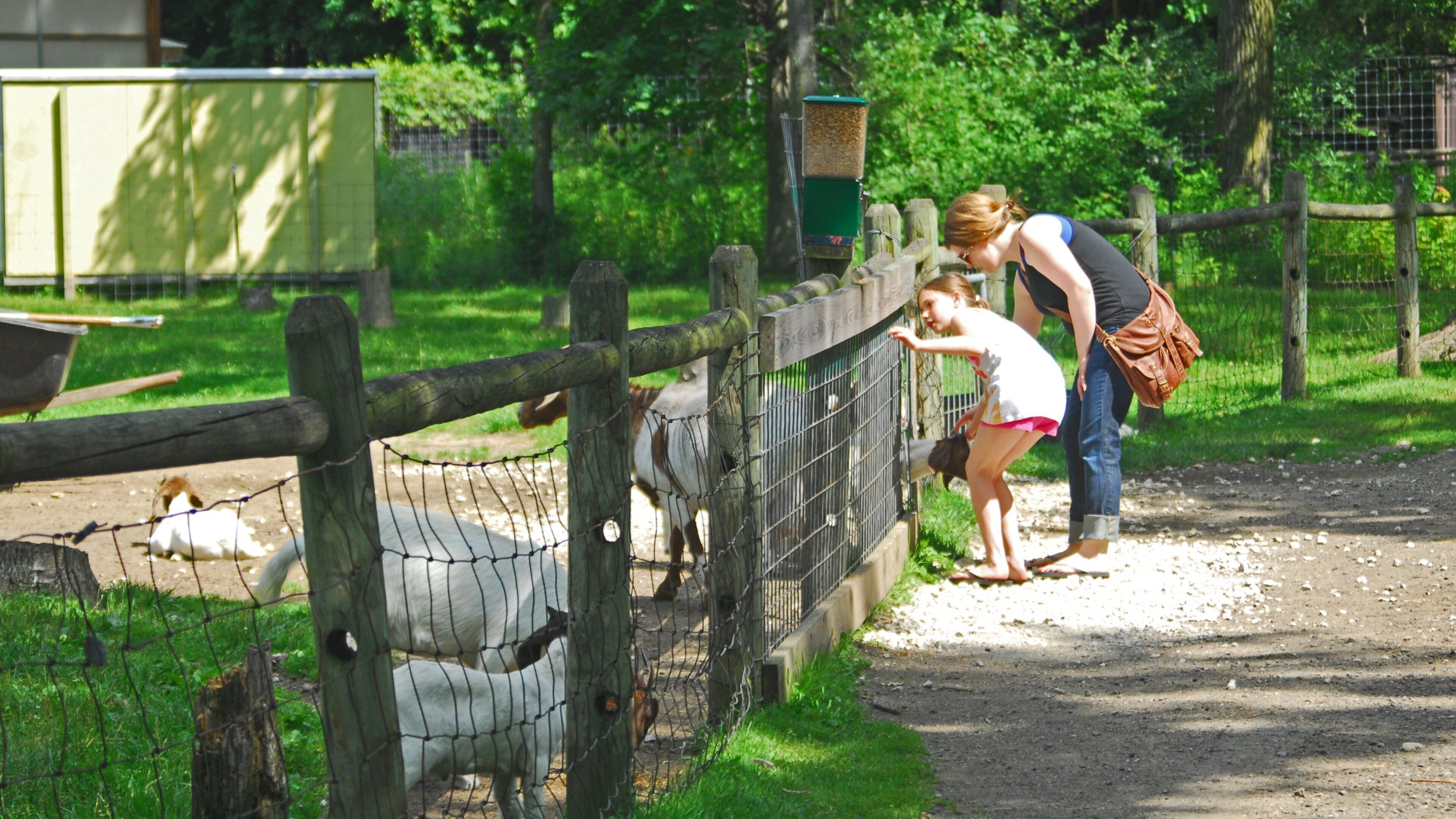 Birch Run featuring zoo animals as well as a family