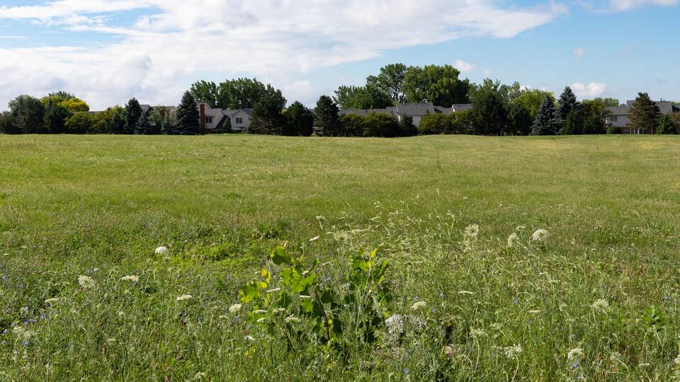 Green Grass Field in Suburban Bolingbrook Illinois during Summer with Houses in the distance