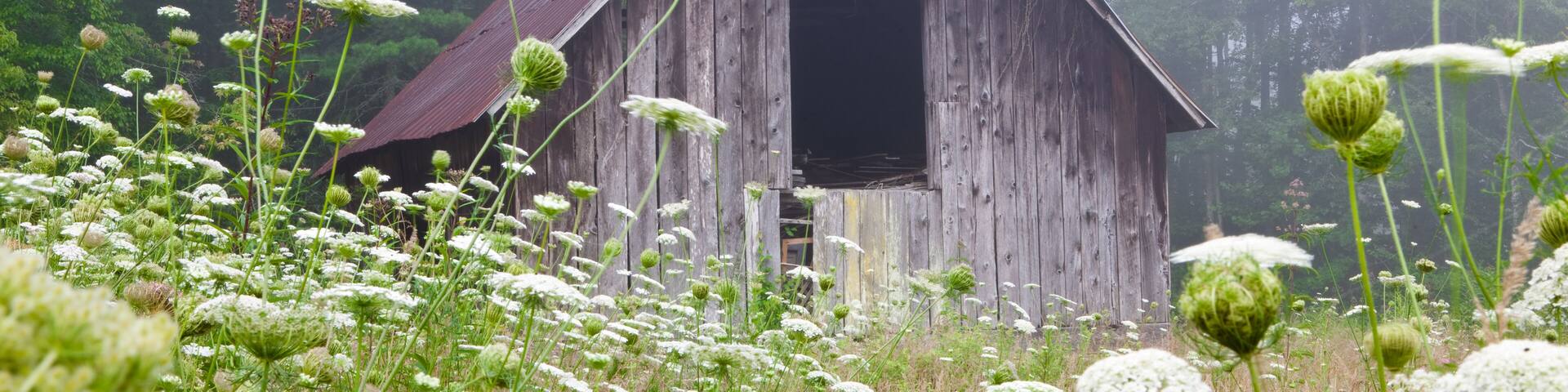 Old barn in field of Queen Anne's lace in Brevard, North Carolina on an early misty morning