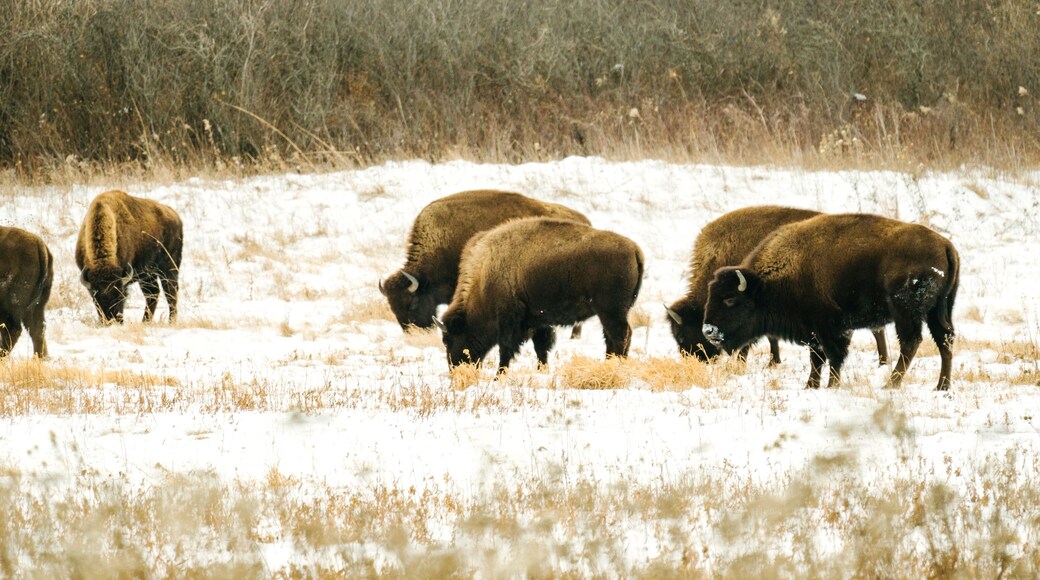 Buffalo