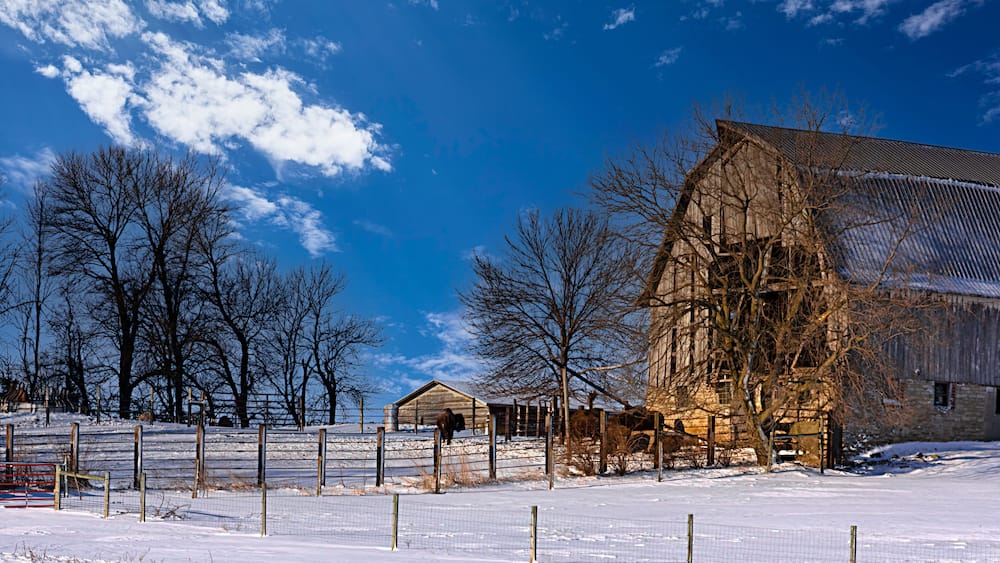 Buffalo farm
