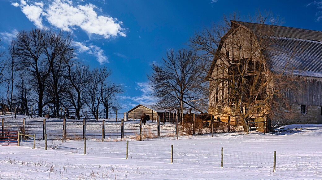 Buffalo farm