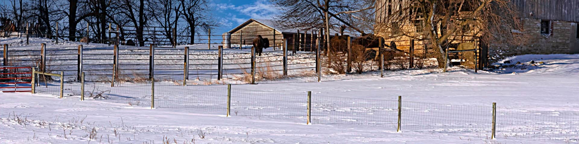 Buffalo farm
