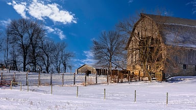 Buffalo farm