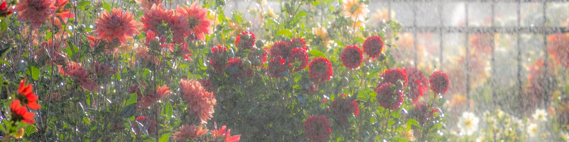 USA, Oregon, Canby, Swam Island Dahlias, water coming down on flowers