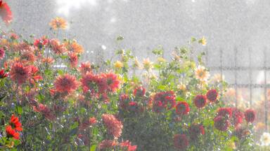USA, Oregon, Canby, Swam Island Dahlias, water coming down on flowers