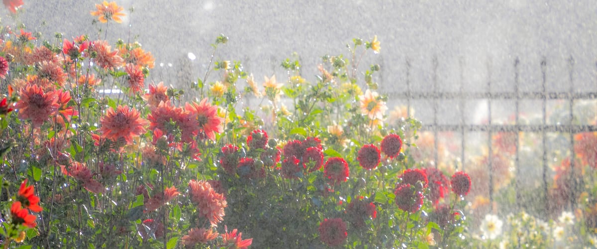 A garden with red and orange flowers under a rain shower.