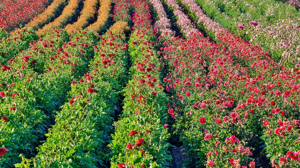 A flower field with rows of red and pink flowers.