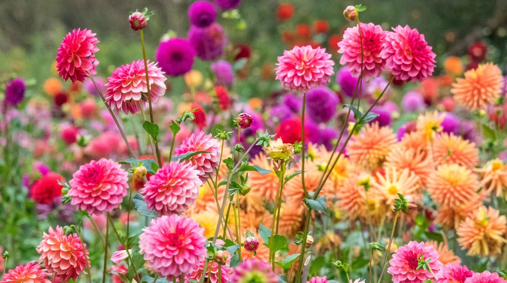 USA, Oregon, Canby, Swam Island Dahlias, Dahlia flower garden in full color
