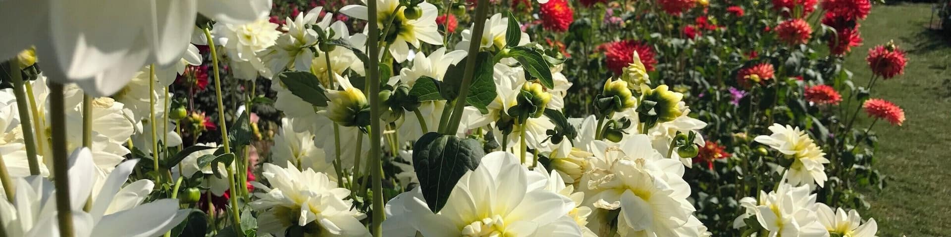 A field of Dahlias free to the public to visit.
Take advantage of this free entry from June to August. You can also purchase the bulbs for your garden at the store. they often have local musicians performing during the weekends.