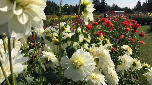 A field of Dahlias free to the public to visit.
Take advantage of this free entry from June to August. You can also purchase the bulbs for your garden at the store. they often have local musicians performing during the weekends.