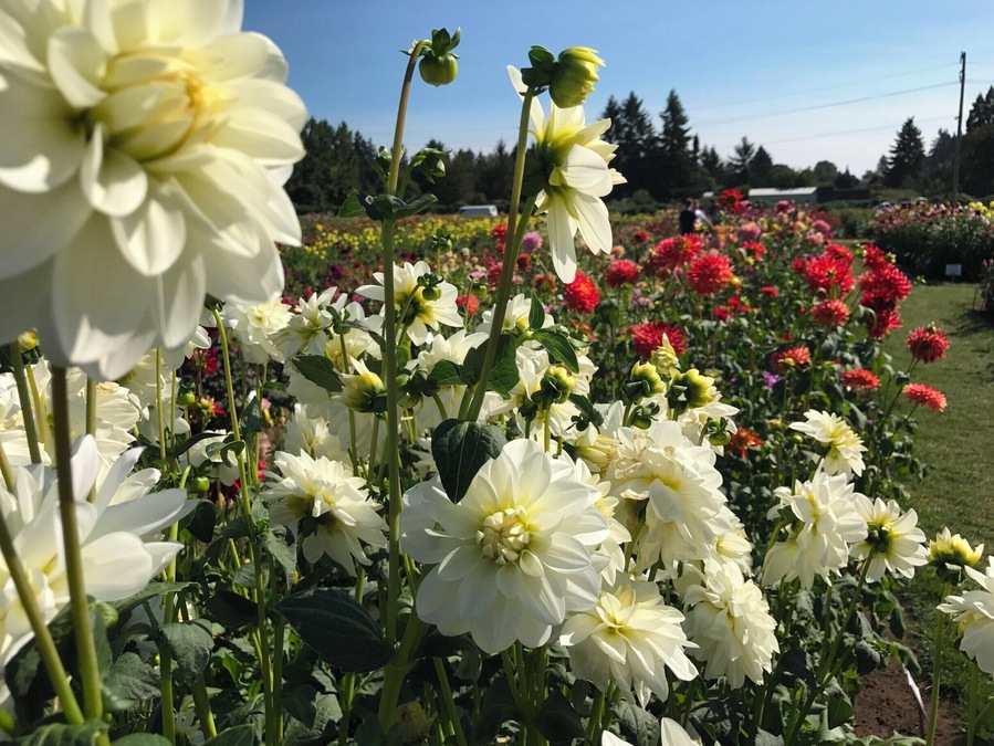 A field of Dahlias free to the public to visit.
Take advantage of this free entry from June to August. You can also purchase the bulbs for your garden at the store. they often have local musicians performing during the weekends.