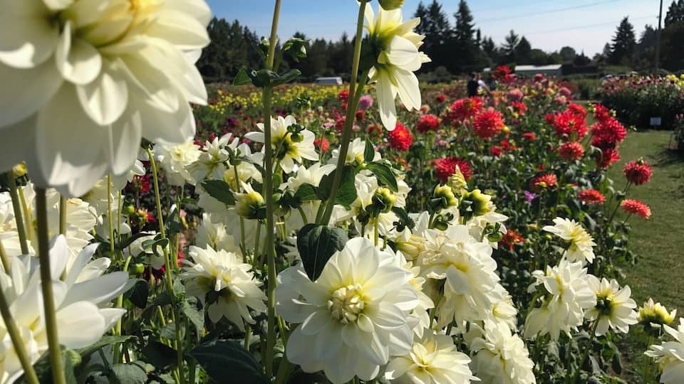 A garden with white flowers and red flowers in the background.