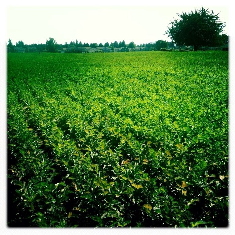 Basil field