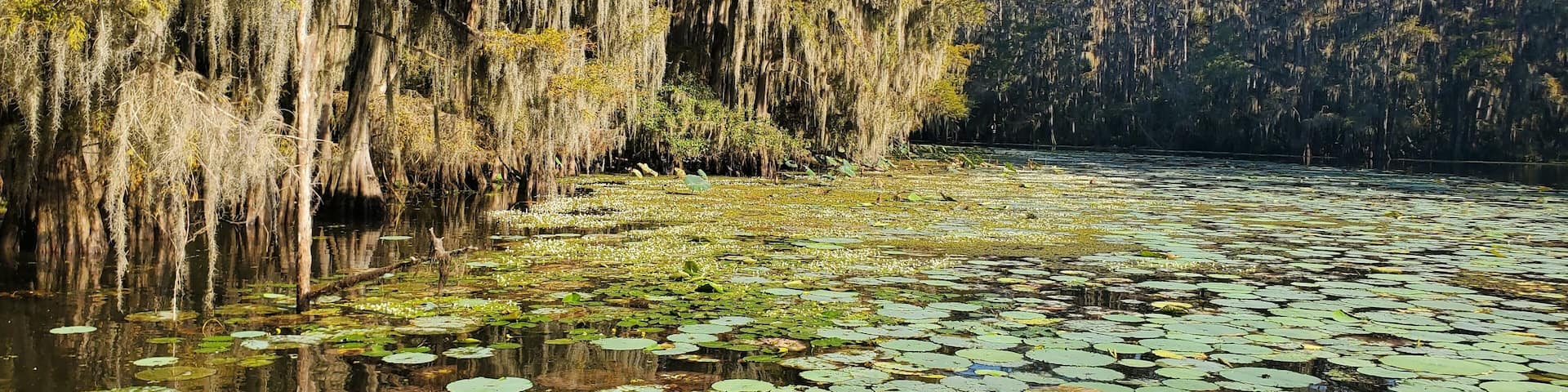Lily pads and cypress trees with spanish moss at caddo lake, Texas