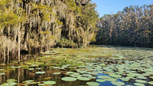 Lily pads and cypress trees with spanish moss at caddo lake, Texas