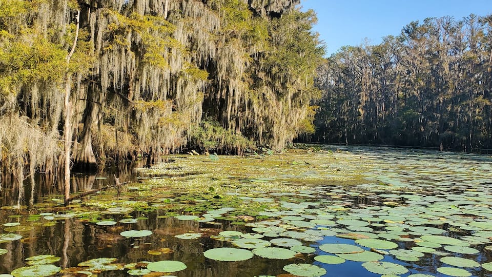 A swampy area with water lilies and Spanish moss hanging from trees.
