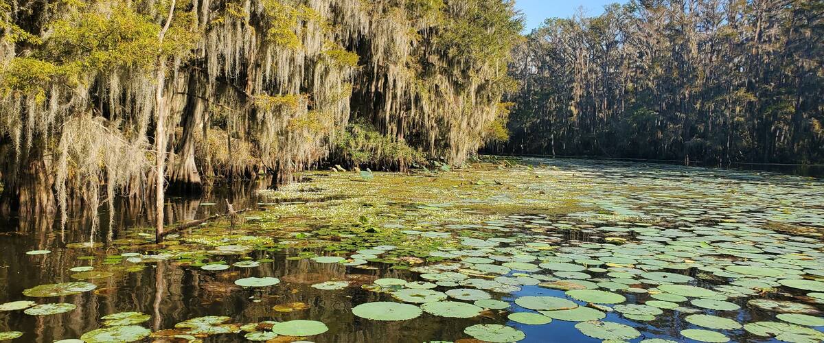 A swampy area with water lilies and Spanish moss hanging from trees.