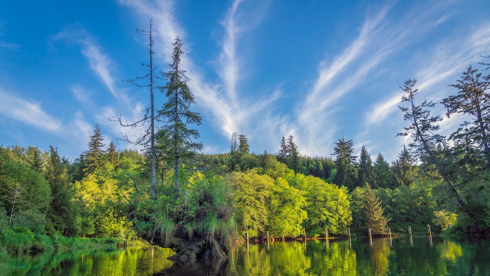 Ein ruhiger See, umgeben von dichtem Wald mit hohen Bäumen und blauem Himmel.