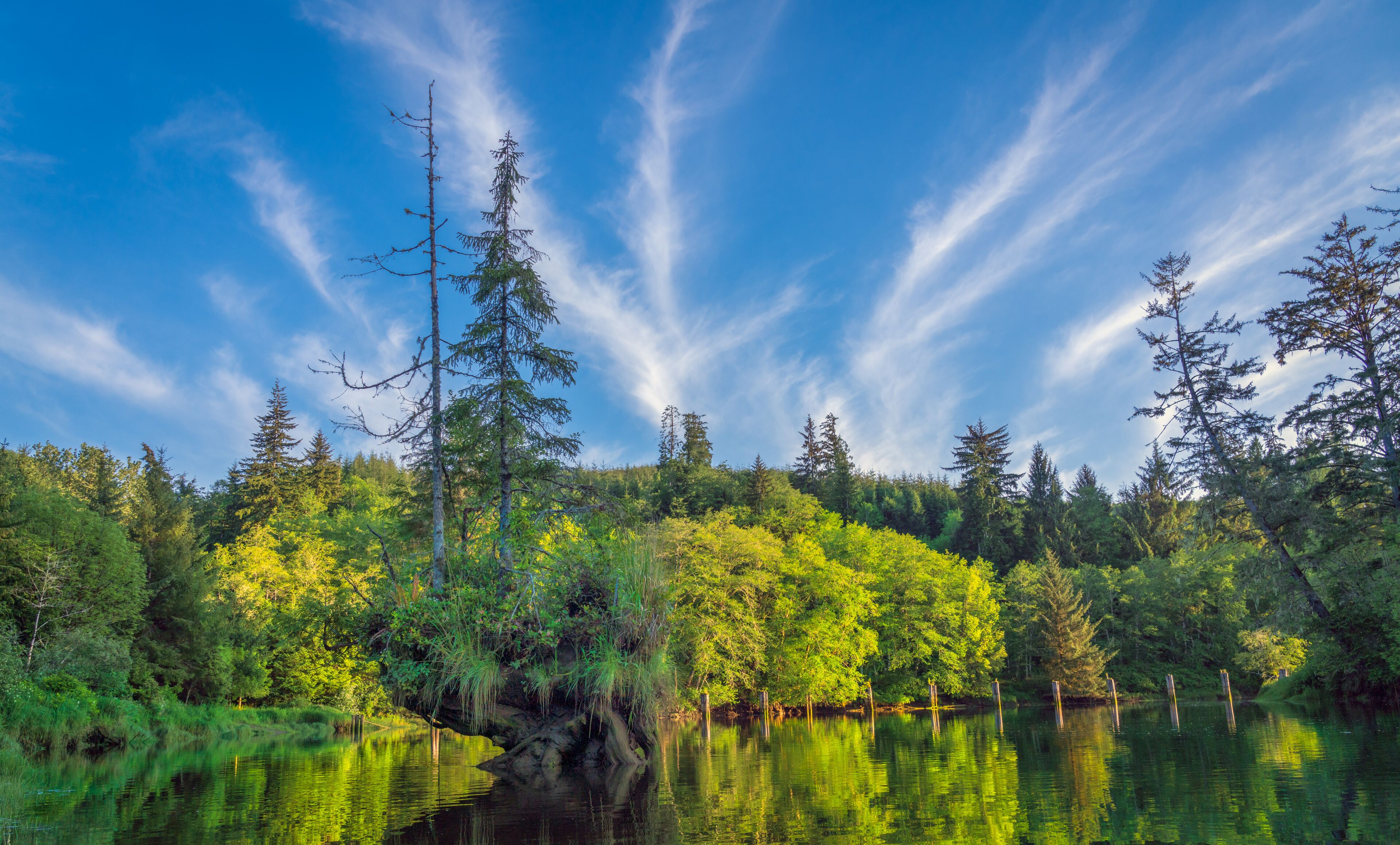 A serene lake surrounded by dense forest with tall trees and a clear blue sky.