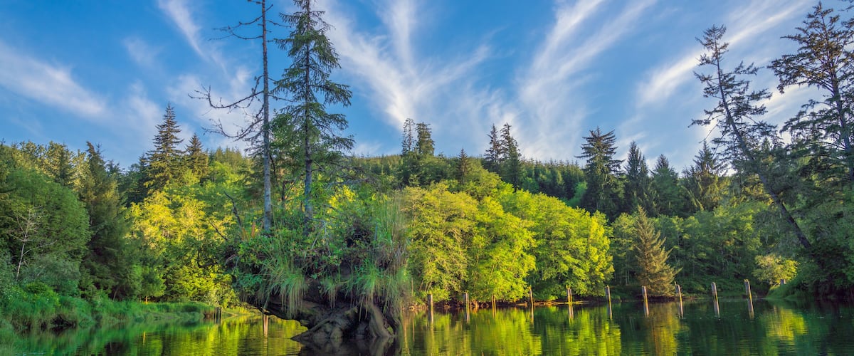 A serene lake surrounded by dense forest with tall trees and a clear blue sky.
