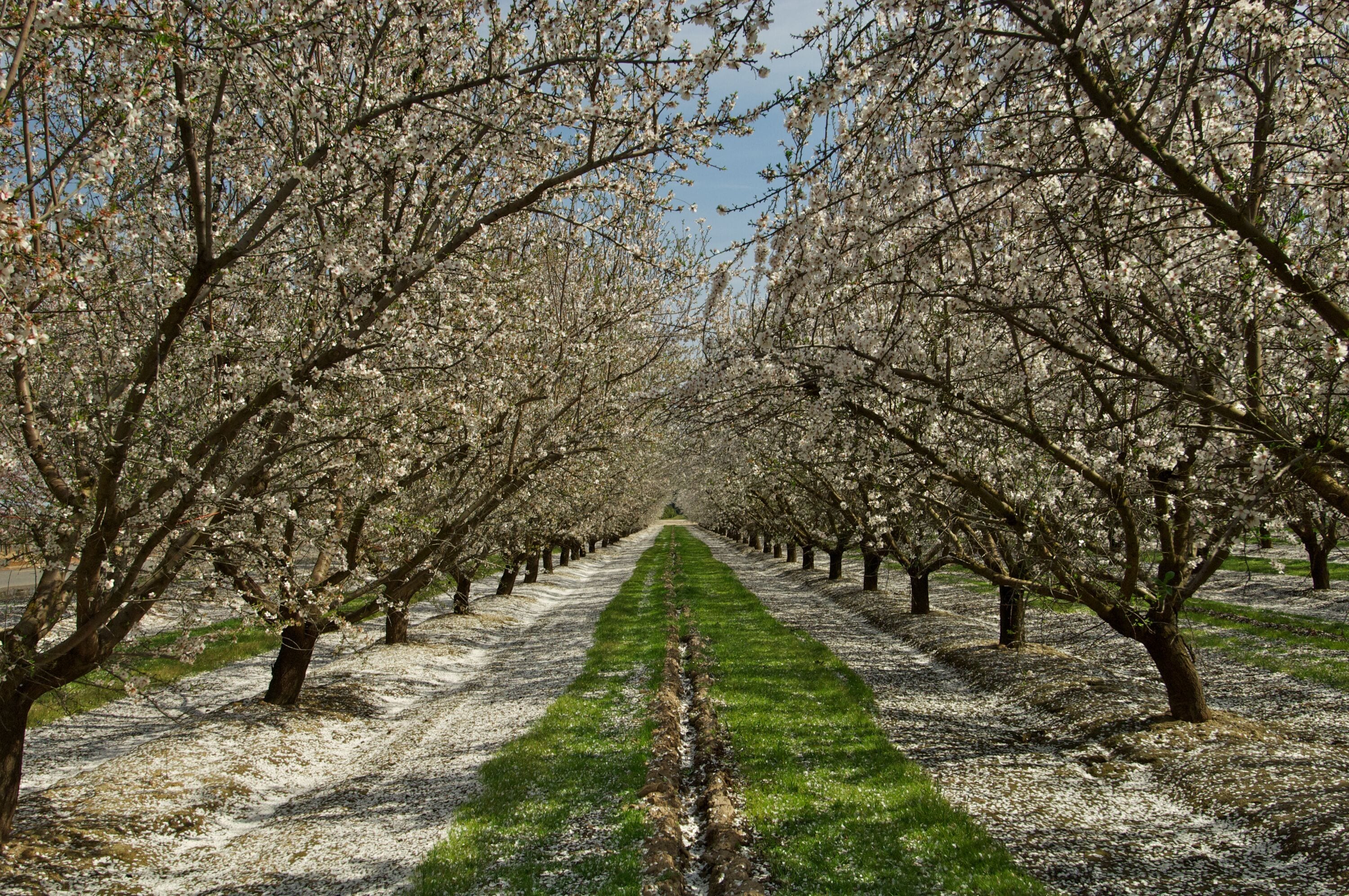 Almond Orchard in bloom, with green path and carpet of white petals.  Part of  “The Blossom Trail”, a self-guided auto tour of the best blooms in  Fresno County, California 
