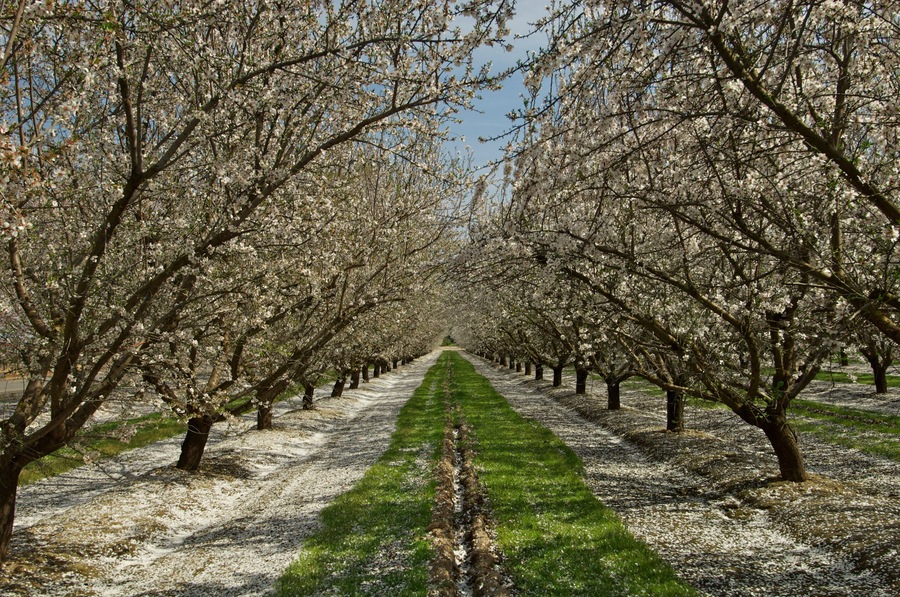 Almond Orchard in bloom, with green path and carpet of white petals. Part of “The Blossom Trail”, a self-guided auto tour of the best blooms in Fresno County, California
