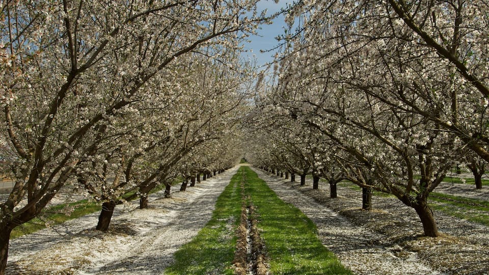 An orchard with rows of blossoming trees.