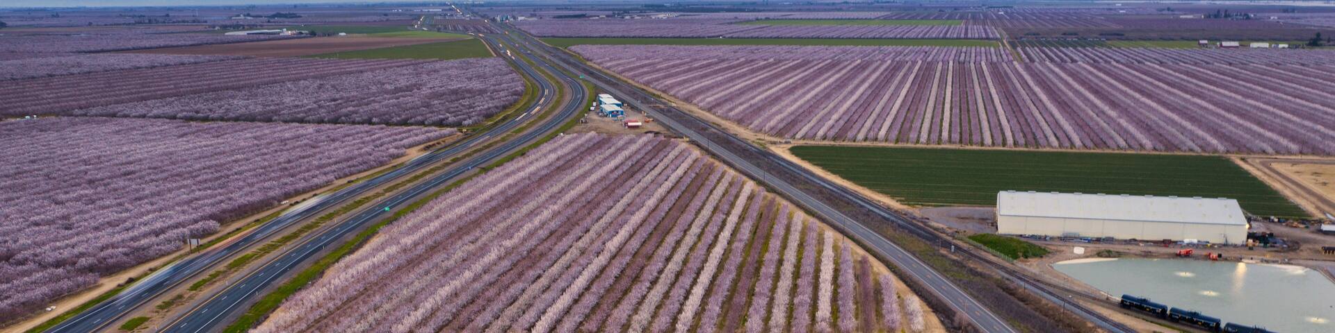 Miles of rows of blooming almond trees planted between and next to Highway 5 in Northern California near Sacramento
