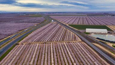 Miles of rows of blooming almond trees planted between and next to Highway 5 in Northern California near Sacramento