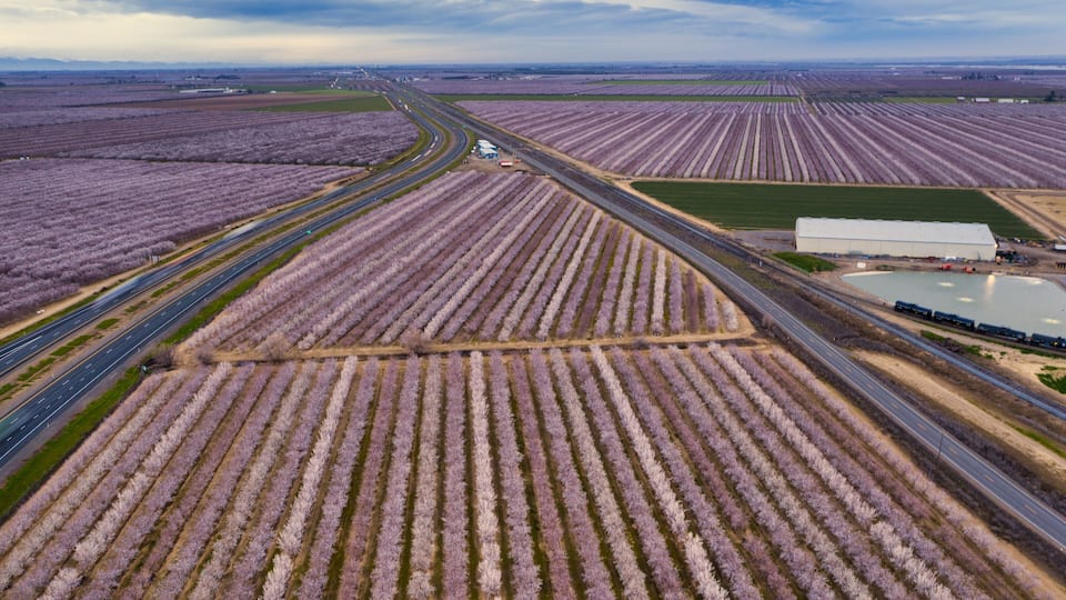 An aerial view of lavender fields with a highway and a large white building.