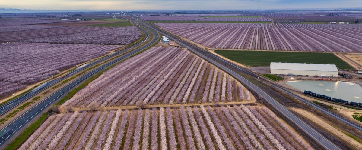 An aerial view of lavender fields with a highway and a large white building.