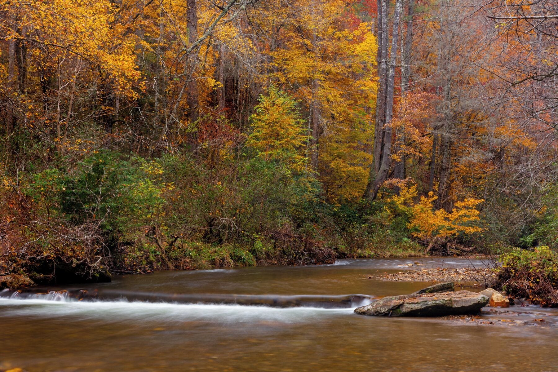 A forest stream surrounded by autumn foliage.