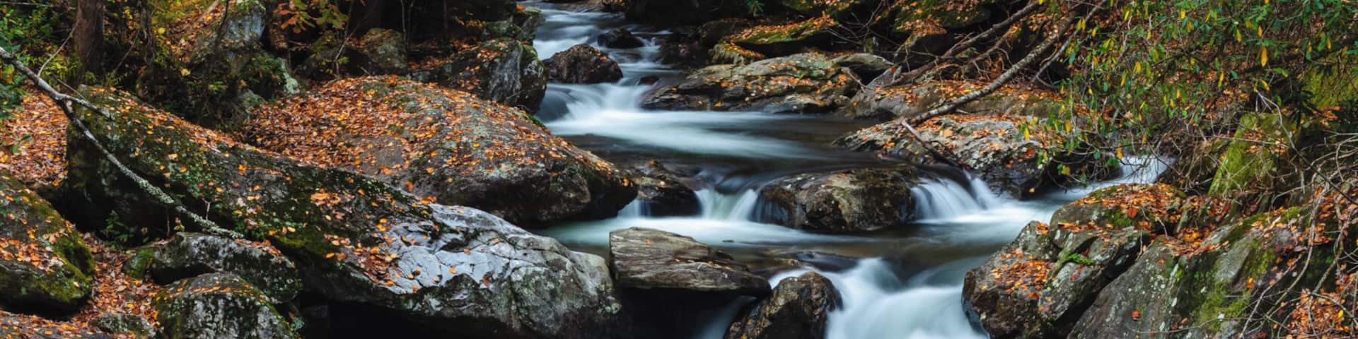 A forest stream with autumn foliage.