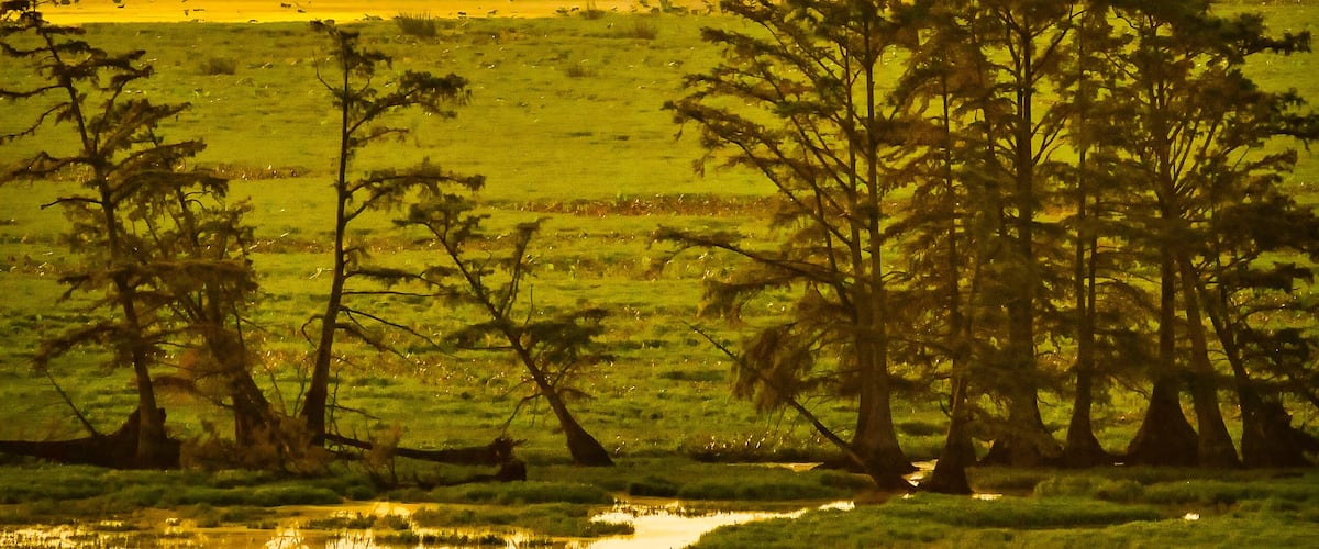 A sunset over a grassy field with scattered trees and a distant hill.