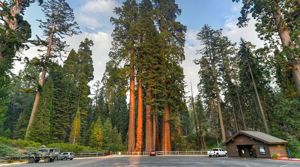 General Grant Grove - Kings Canyon National Park