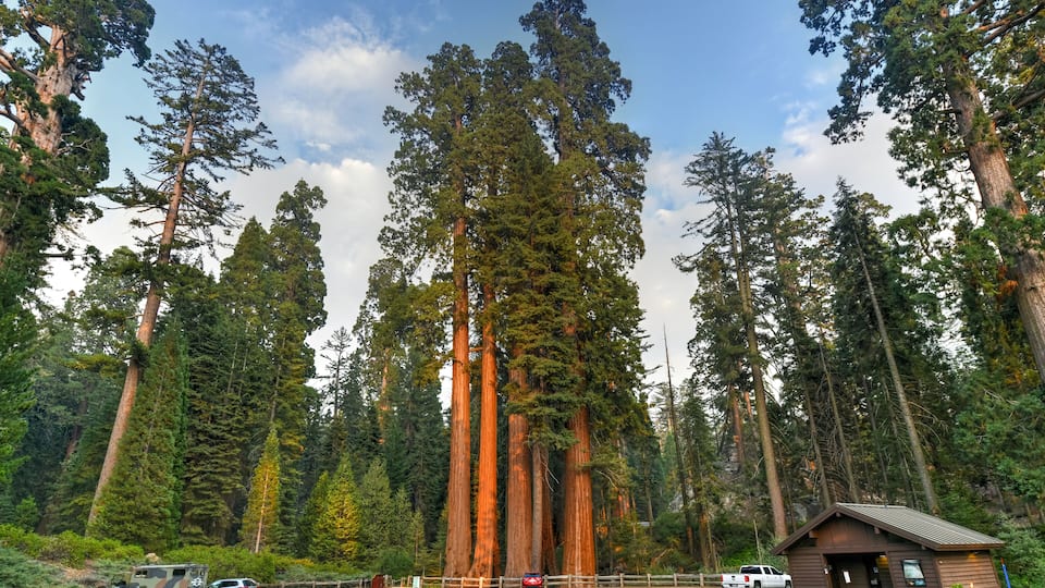 A parking lot with tall trees and a small cabin.