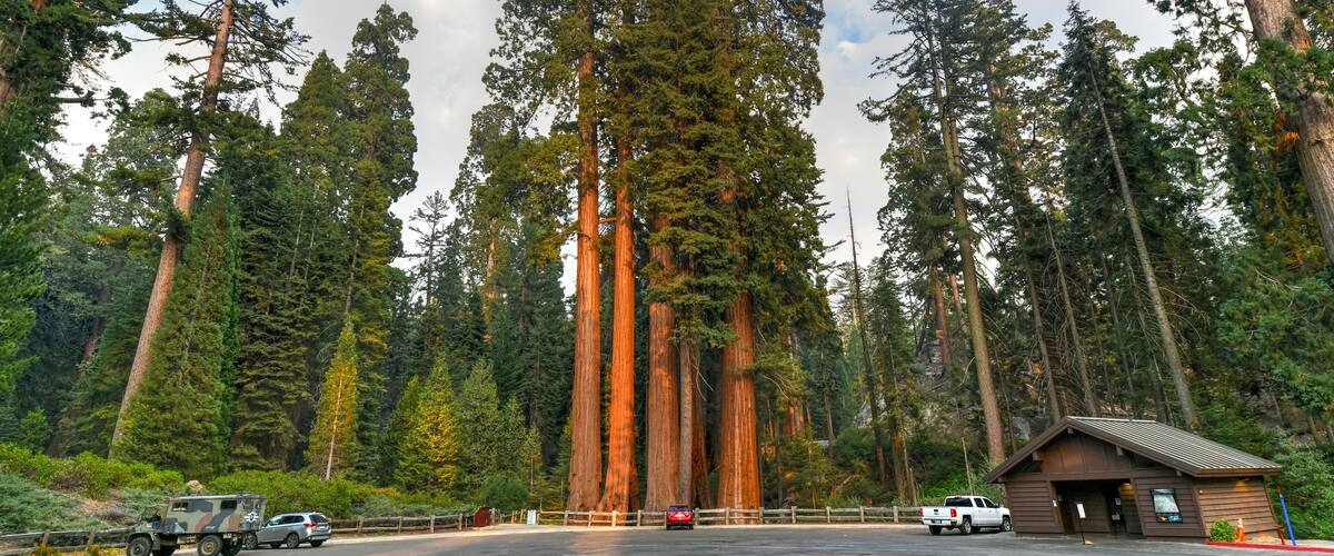 General Grant Grove - Kings Canyon National Park