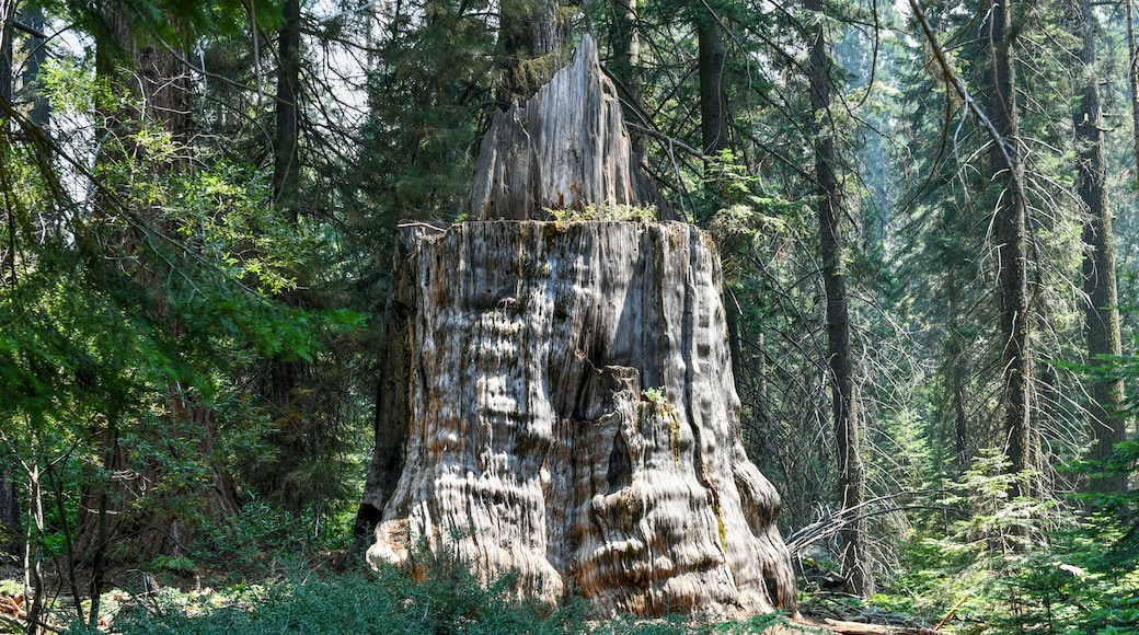 Big Stump Grove - Kings Canyon