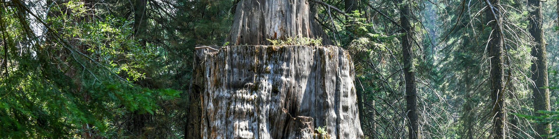 Big Stump Grove - Kings Canyon