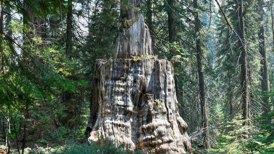 A large, weathered tree stump surrounded by dense forest.