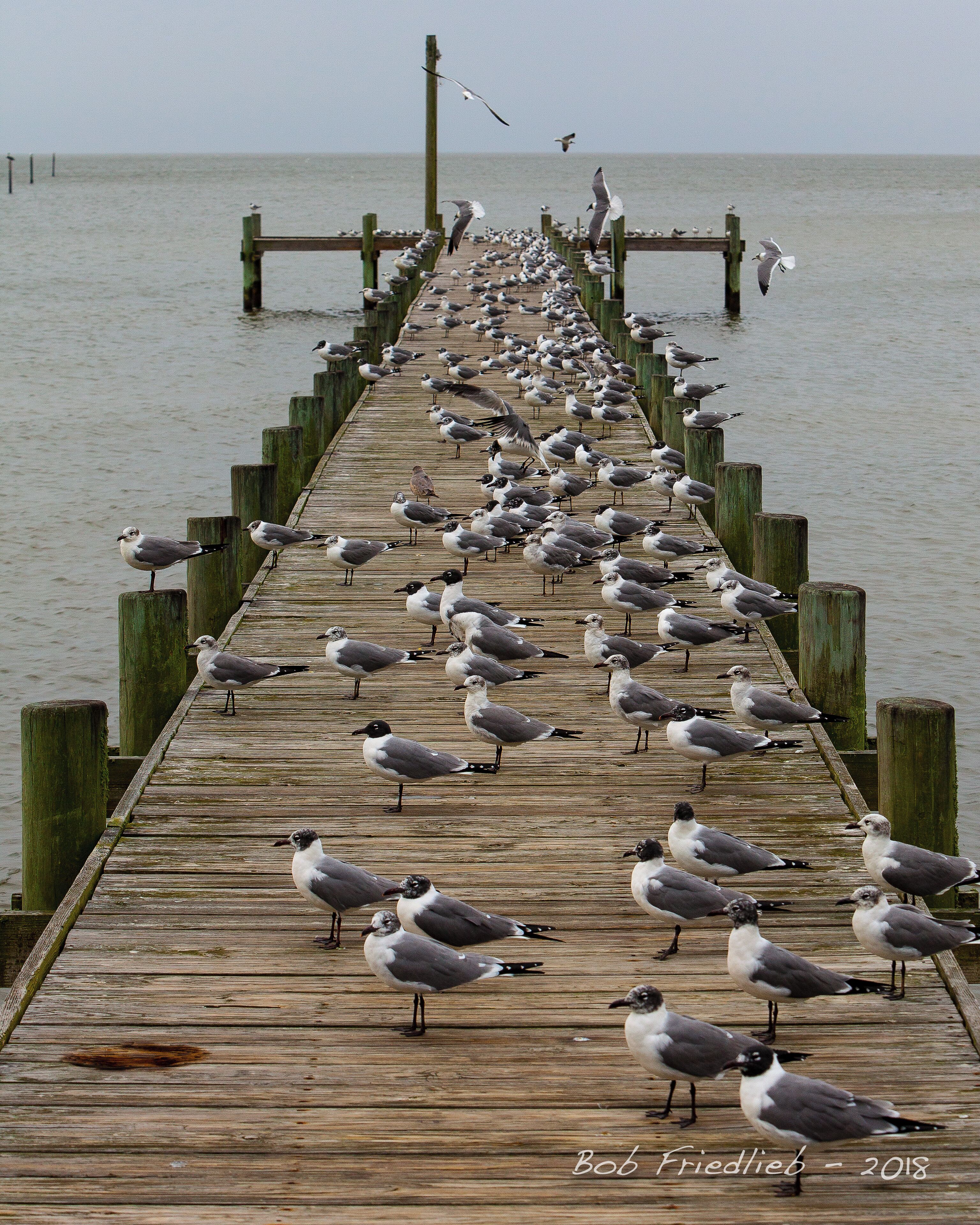 Seagulls resting on a cloudy rainy wintery day.