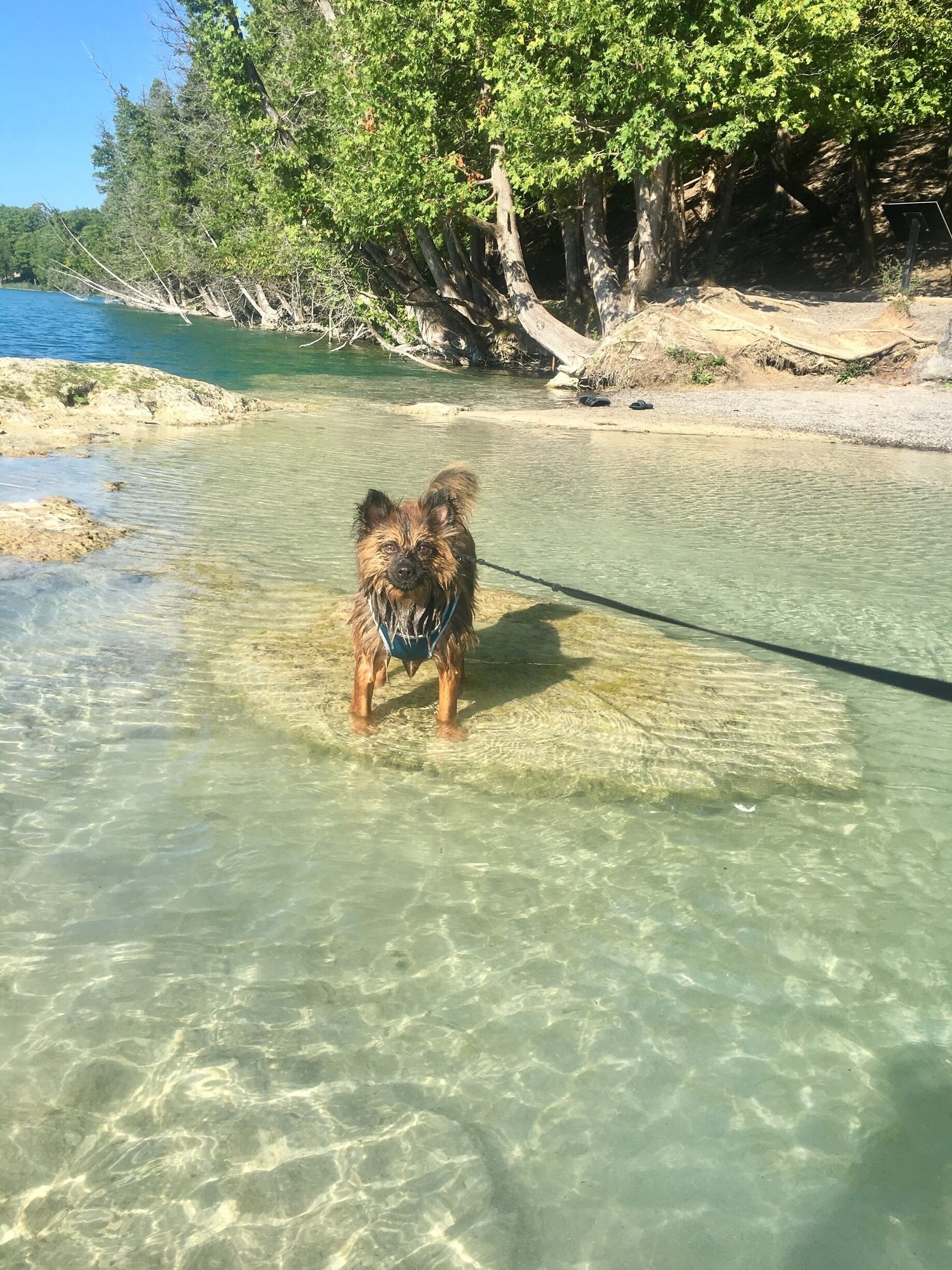 #aquatrove this is a must see central New York gem! Pictured are live freshwater reef. The lakes color is absolutely gorgeous 
