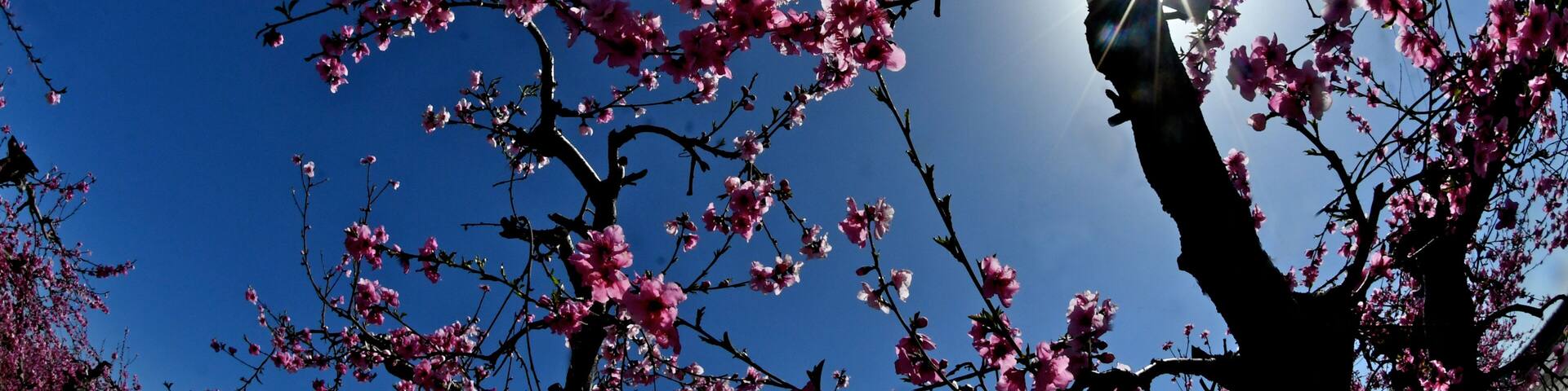 Starburst through flowering peach tree, “ Blossom Trail”, Fresno County, California